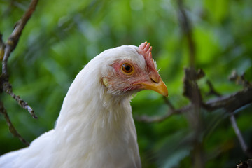 Poule Leghorn