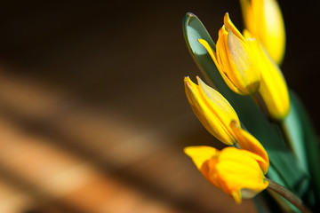 Bouquet of yellow tulip flowers in the rays of light on wooden background. Homemade photo of flowers in the interior. Diagonal geometric shadows in the photo with flowers. Copy space