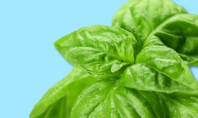 Basil.
