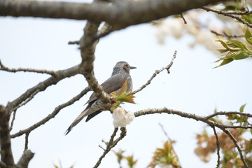 ヒヨドリと桜の木