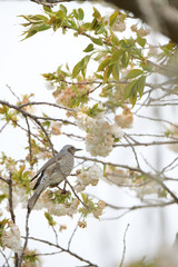 ヒヨドリと桜の木