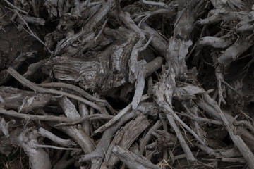tree roots history