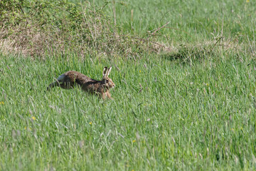 ein flüchtender hase im grünen gras
