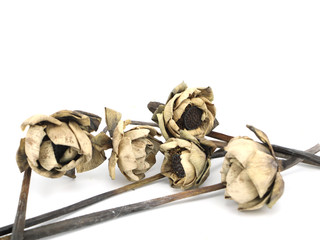 The withered lotus branching on the white background.