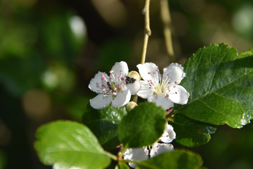 Fleurs d'aubépine