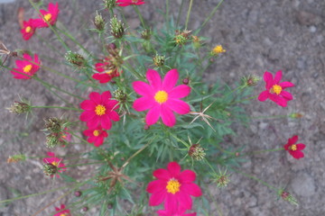 pink flowers in the garden