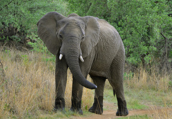 Naklejka na ściany i meble Young African Elephant in Nature reserve