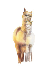 Cute alpaca isolated on a white background. Watercolor illustration.