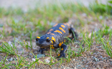 European fire salamander (Salamandra salamandra), a black yellow spotted amphibian in its natural habitat