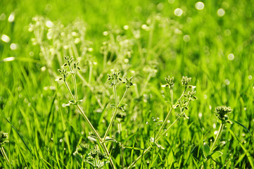 朝露　草原の草