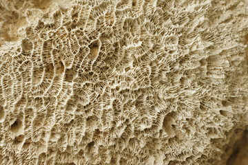 Versteinertes Korallenfossil, Textur Hintergrund, Persischer Golf