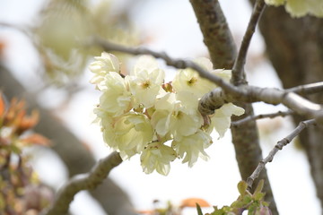 うこん桜
