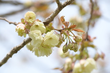 うこん桜