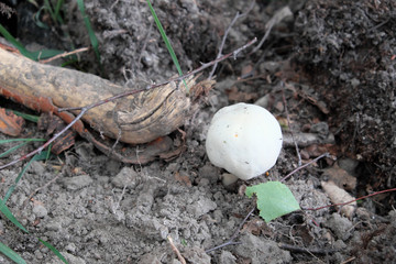 Little white mushroom. Inedible small mushroom of white color.