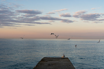 Naklejka na ściany i meble seagulls over the sea at sunset