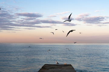 seagulls over the sea at sunset