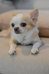 Portrait adorable chihuahua with noise and grains film.