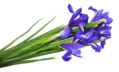 Bouquet of blue iris flowers