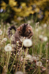Chat