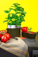 tomatoes and basil on yellow background