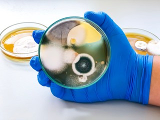 Malt Extract Agar in Petri dish using for growth media to isolate and cultivate yeasts, molds and...