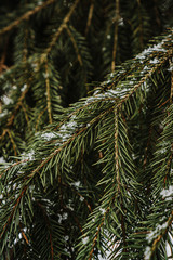 Snow on spruce branches in winter