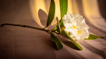 Rhododendren Blüten weiß