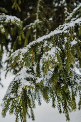 Snow on spruce branches in winter
