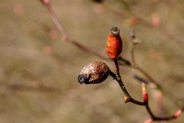 Fototapeta na wymiar Braune, vertrocknete Früchte der Hagebutte (lat. Rosa canina) an Zweigen / Ästen