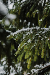 Snow on spruce branches in winter