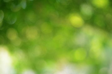 Fototapeta na wymiar Spring Nature Bokeh Background Beautiful Blurred Green Leaves is a green bokeh that blurs the focus of leaves from the trees