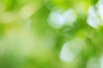 Spring bokeh nature abstract background Green leaves blurred, beautiful in the spring or summer,...