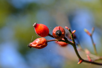 Vertrocknete rote Hagebutten an einem Strauch (lat. Rosa canina) vor blauem Himmel im Hintergrund