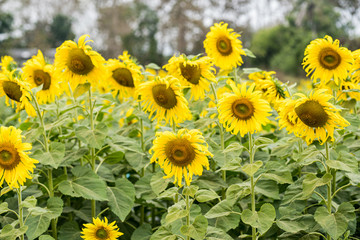 Fototapeta premium Sunflower natural background. Sunflower blooming. Close-up of sunflower.
