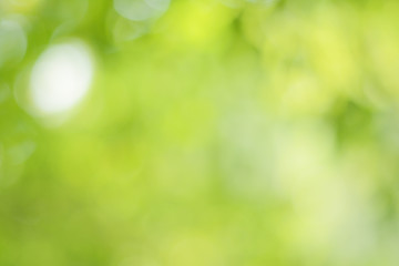 Obraz premium Spring Nature Bokeh Background Beautiful Blurred Green Leaves is a green bokeh that blurs the focus of leaves from the trees