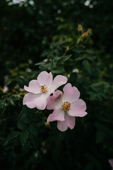pink tea flower in the garden