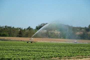 Weizenfeld mit Sprinkler bewässert