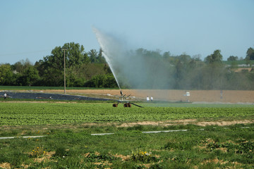 Weizenfeld mit Sprinkler bewässert