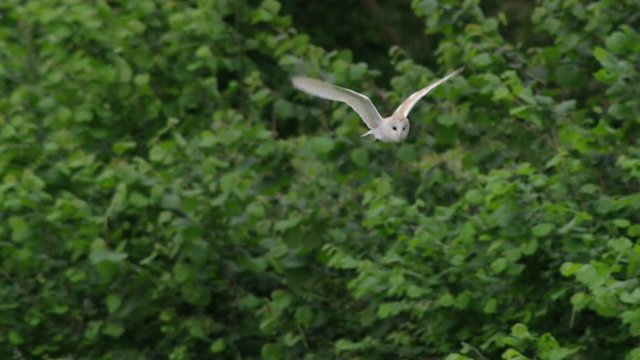 Barn owl (Tyto alba) flying, Compton Abbas, Dorset, UK