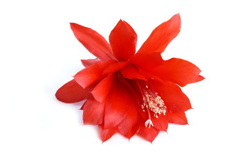 Epiphyllum orchid cactus red flower isolated on white background