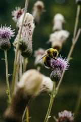 bee on a pink flower and collects nectar in the garden in summer