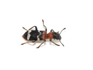 The ant beetle (Thanasimus formicarius) isolated on white background