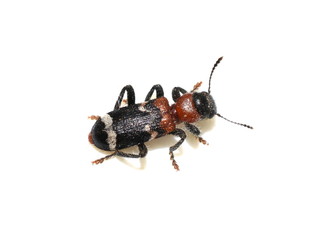 The ant beetle (Thanasimus formicarius) isolated on white background