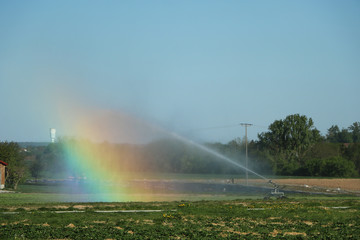 Weizenfeld wird mit Sprinkler bewässert und Regenbogen gebildet.