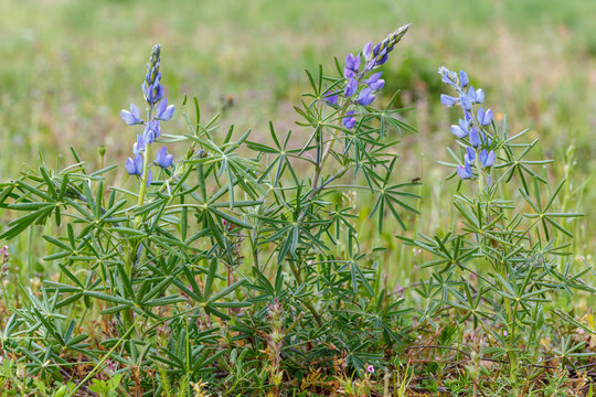 Lupinus angustifolius. Plantas con flores de altramuz silvestre o azul.
