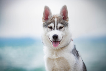 Siberian Huskies on a beach