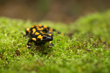 Feuersalamander