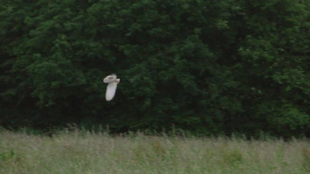Barn owl (Tyto alba) hunting above grassy field, Compton Abbas, Dorset, UK
