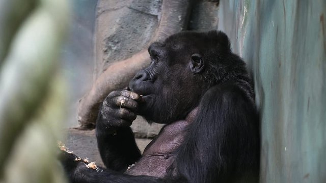 Gorilla monkey eating.
