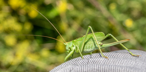 sauterelle - saltamontes